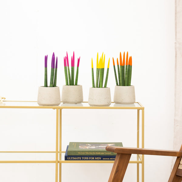 Sansevieria VELVET TOUCHZ - Paars - roze - geel - oranje kopen bij Green Bubble
