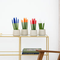 Sansevieria VELVET TOUCHZ - Azul - naranja - rojo - blanco