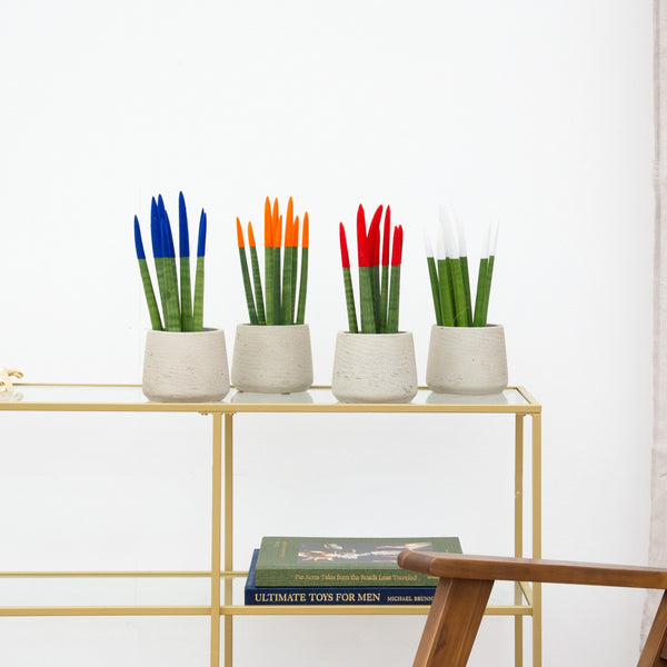 Sansevieria VELVET TOUCHZ - Blauw - oranje - rood - wit kopen bij Green Bubble