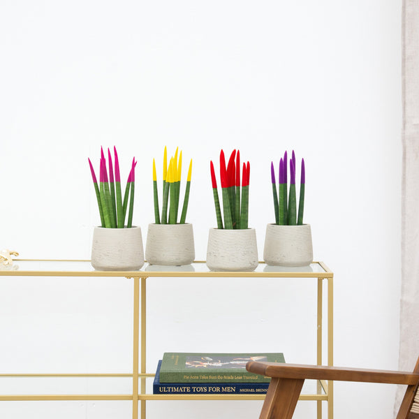 Sansevieria VELVET TOUCHZ - Roze - Geel - Rood - Paars kopen bij Green Bubble