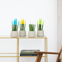 Sansevieria VELVET TOUCHZ - Azul claro - Amarillo - Blanco - Verde