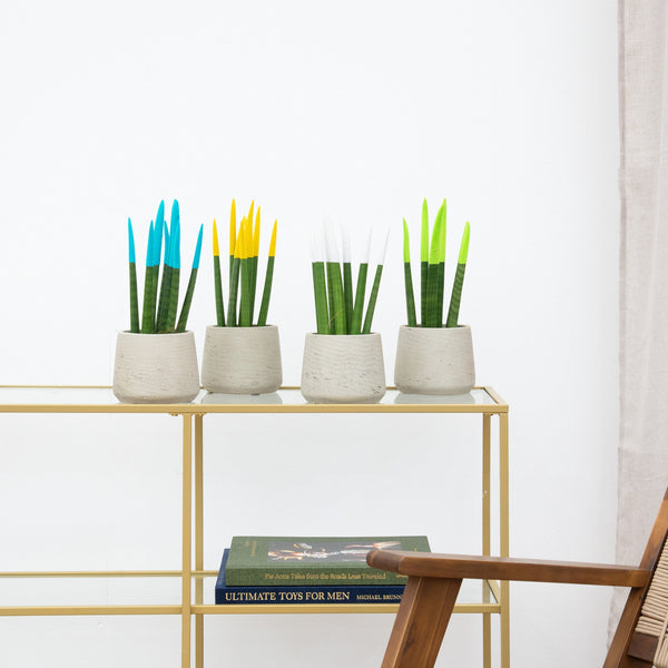 Sansevieria VELVET TOUCHZ - Lichtblauw - Geel - Wit - Groen kopen bij Green Bubble