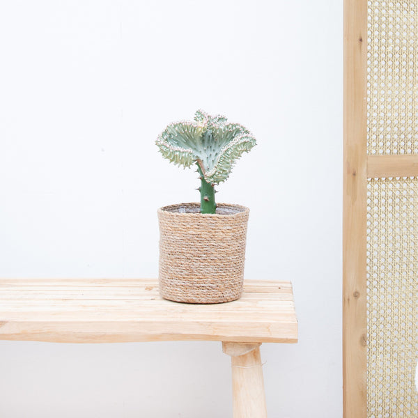 Euphorbia lactea Cristata hvid - 30 cm kopen bij Green Bubble