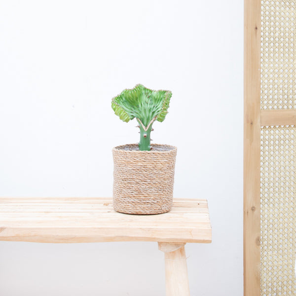 Euphorbia lactea Cristata grøn - 30 cm kopen bij Green Bubble