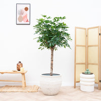 Schefflera on stem - 170cm