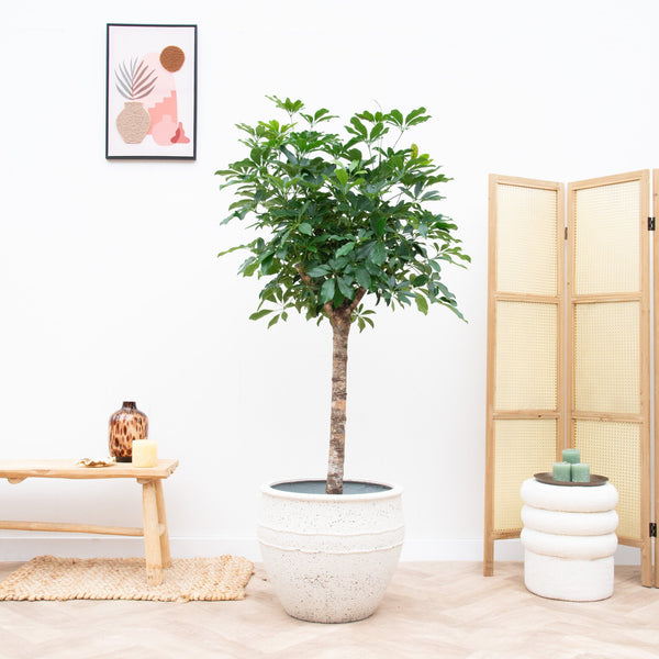 Schefflera op stam - 170cm kopen bij Green Bubble
