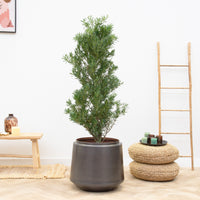 Podocarpus - 130cm