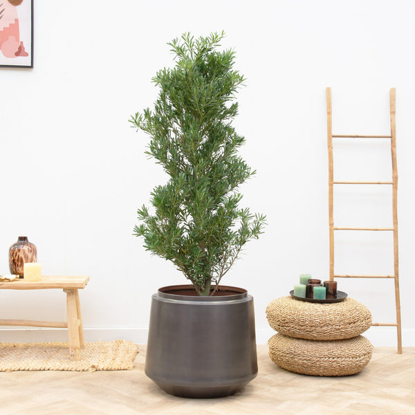 Podocarpus - 130cm kopen bij Green Bubble