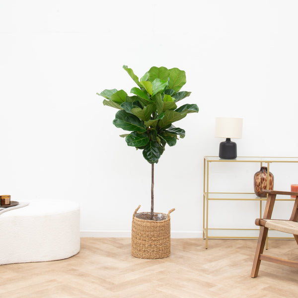 Ficus Lyrata stam - 130cm kopen bij Green Bubble