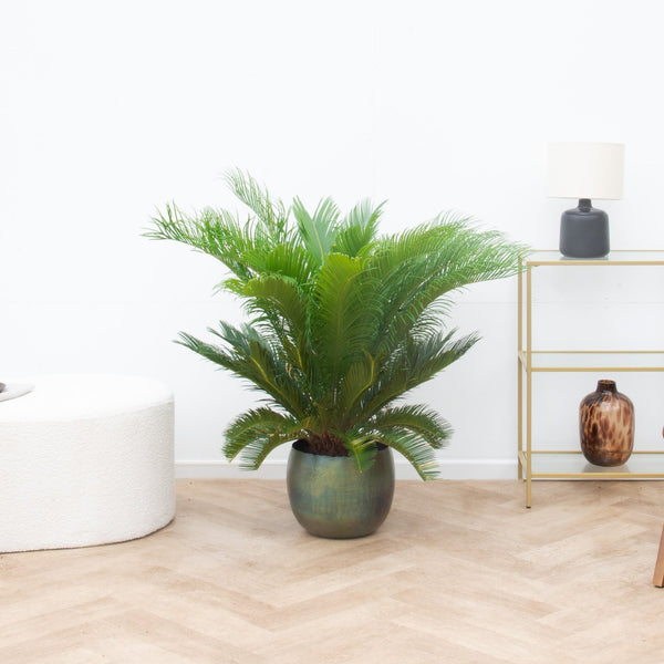 Cycas Revoluta - 80cm kopen bij Green Bubble