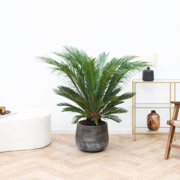 Cycas Revoluta - 110cm kopen bij Green Bubble