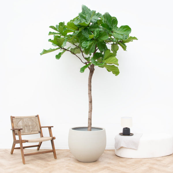 Ficus Lyrata XXXL - 230cm kopen bij Green Bubble