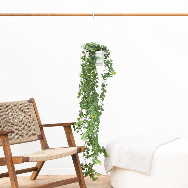 Hedera Helix wonder (klimop) - 100cm kopen bij Green Bubble