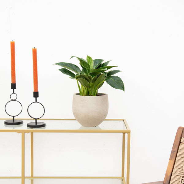 Philodendron Birkin - 40cm kopen bij Green Bubble