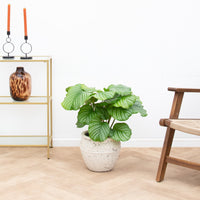 Calathea Orbifolia - 70cm