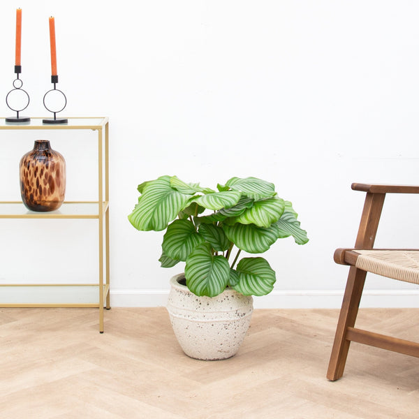 Calathea Orbifolia - 70cm kopen bij Green Bubble