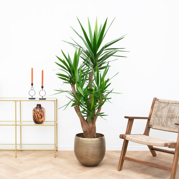 Yucca Elephantipes - 140cm kopen bij Green Bubble