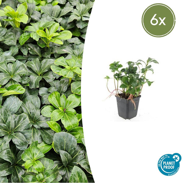 Pachysandra Terminalis 'Green Sheen' - 20cm kopen bij Green Bubble