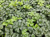 Product afbeelding 5