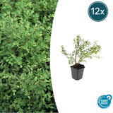 Product afbeelding 8