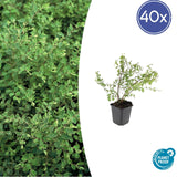 Product afbeelding 10
