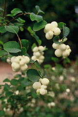 Product afbeelding 2
