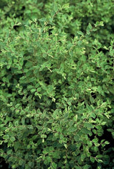 Product afbeelding 3