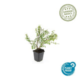 Product afbeelding 4