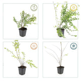 Product afbeelding 5