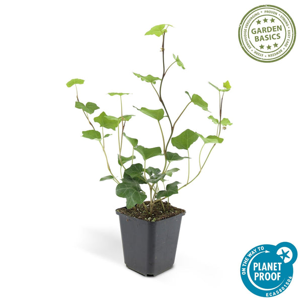 Hedera Hibernica - 20cm kopen bij Green Bubble