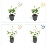 Product afbeelding 4