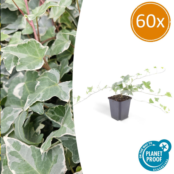 Hedera Helix 'Glacier' - 20cm kopen bij Green Bubble