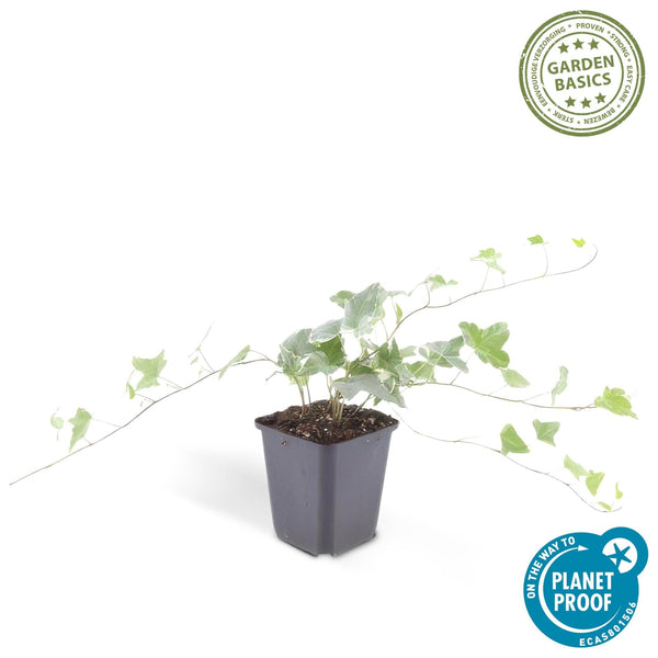 Hedera Helix 'Glacier' - 20cm kopen bij Green Bubble