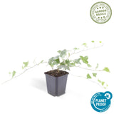 Product afbeelding 2