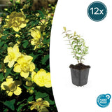 Product afbeelding 7