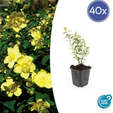 Product afbeelding 9