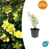 Product afbeelding 10