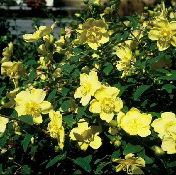 Hypericum 'Hidcote' - 20cm kopen bij Green Bubble