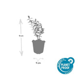 Product afbeelding 3
