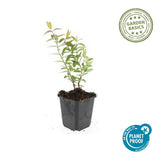 Product afbeelding 5
