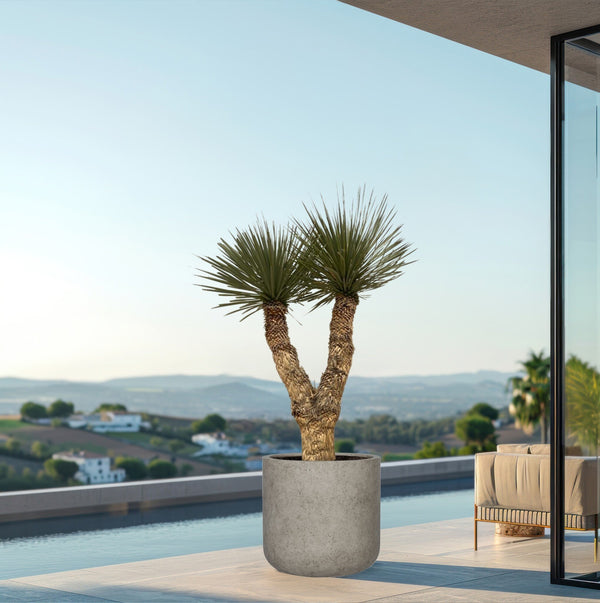 Yucca Rostrata Hidra - 200 cm kopen bij Green Bubble