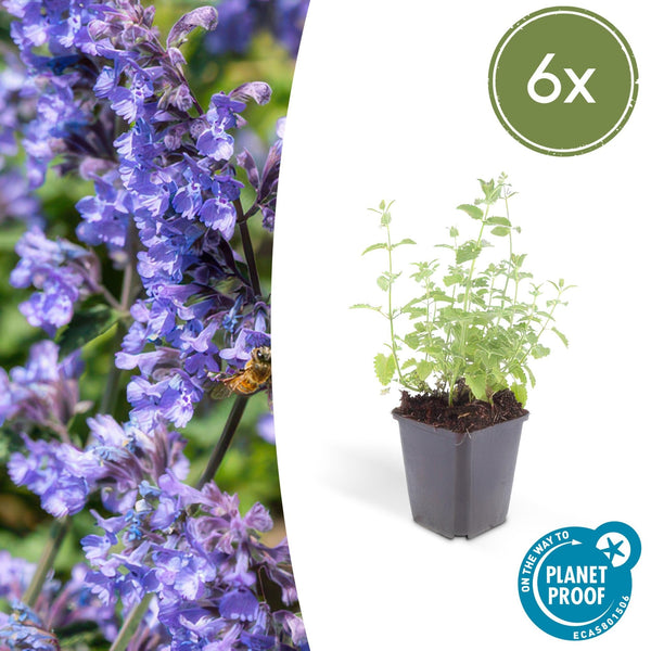Nepeta 'Six Hills Giant' - 20cm kopen bij Green Bubble