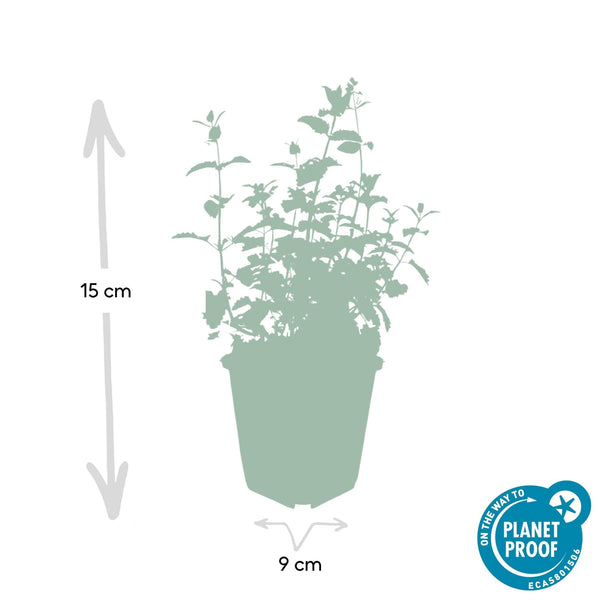 Nepeta 'Six Hills Giant' - 20cm kopen bij Green Bubble