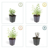 Product afbeelding 3