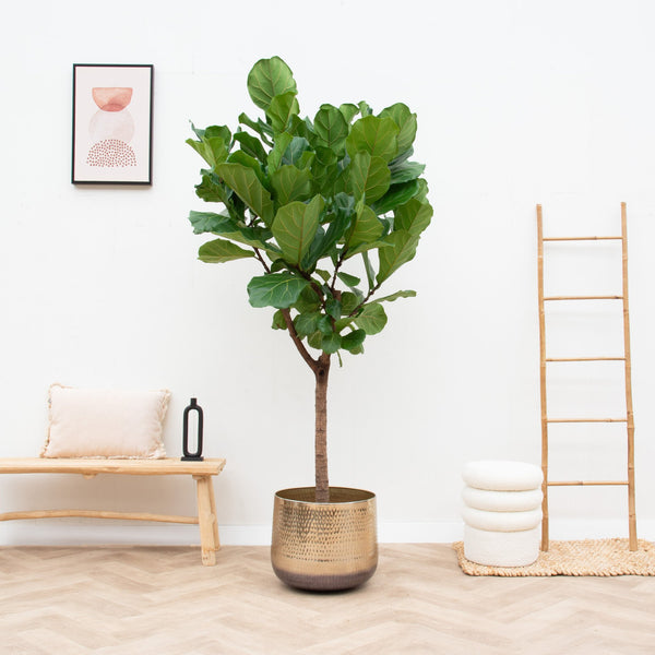 Ficus Lyrata boom XL - 190cm kopen bij Green Bubble