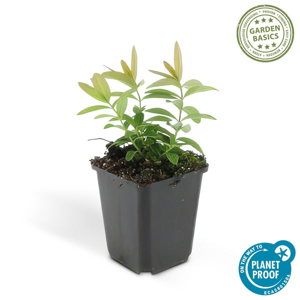 Hypericum Calycinum - 20cm kopen bij Green Bubble