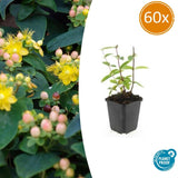 Product afbeelding 10