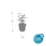 Product afbeelding 3