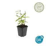 Product afbeelding 4