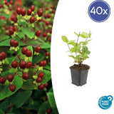 Product afbeelding 9